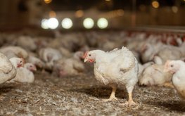 Суд разрешил свердловским предприятиям АПК регистрировать помет как продукцию / Агро-Матик