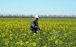 Ставропольские аграрии успешно справляются с производством гороха и рапса / Агро-Матик