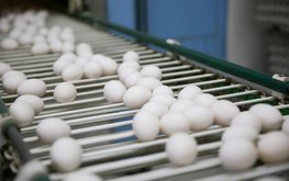&laquo;Улан-Удэнская птицефабрика&raquo; планирует к&nbsp;2021&nbsp;г. увеличить мощность на&nbsp;20% / Агро-Матик