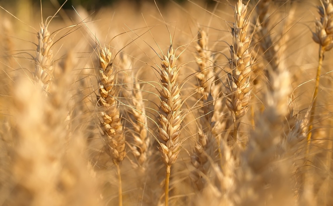 На Кипре разработали уникальный вид пшеницы / Агро-Матик