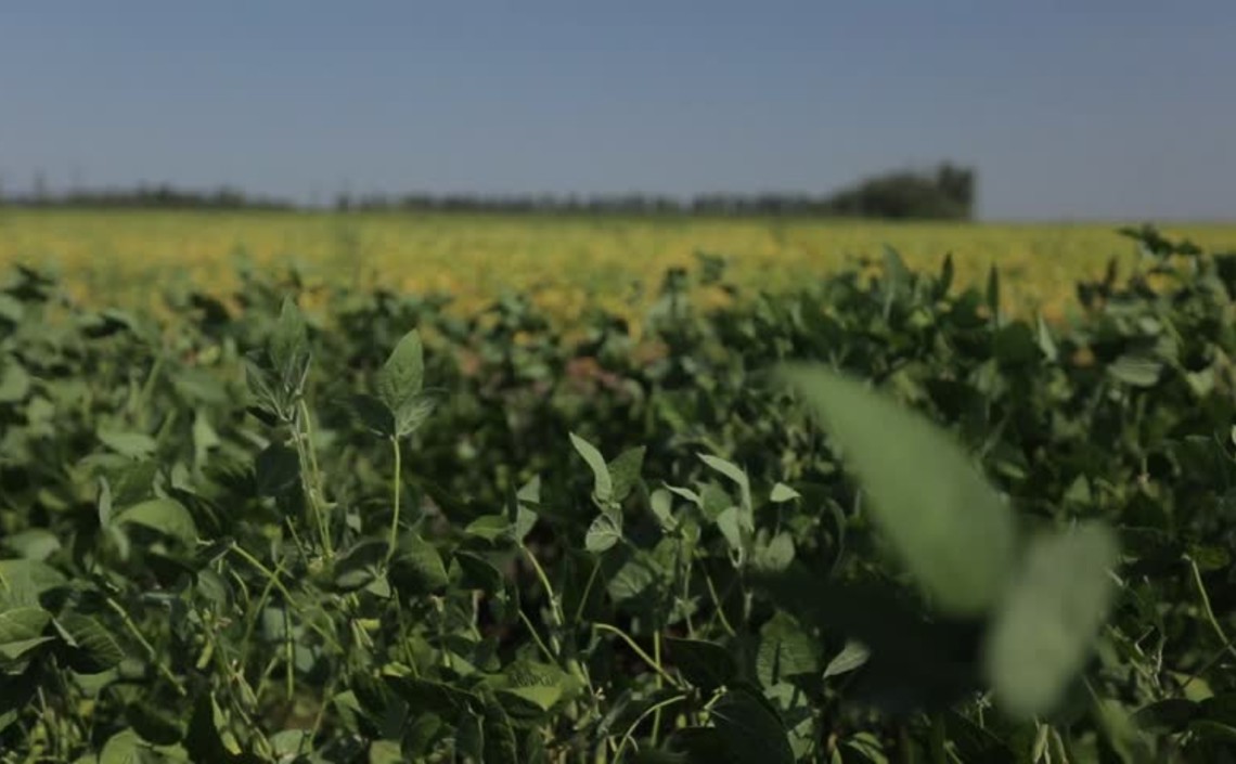 Посевы сои в Индии сократились на 1 миллион гектаров / Агро-Матик