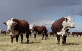 Британские ученые увеличат производительность мясного сектора в&nbsp;Казахстане / Агро-Матик