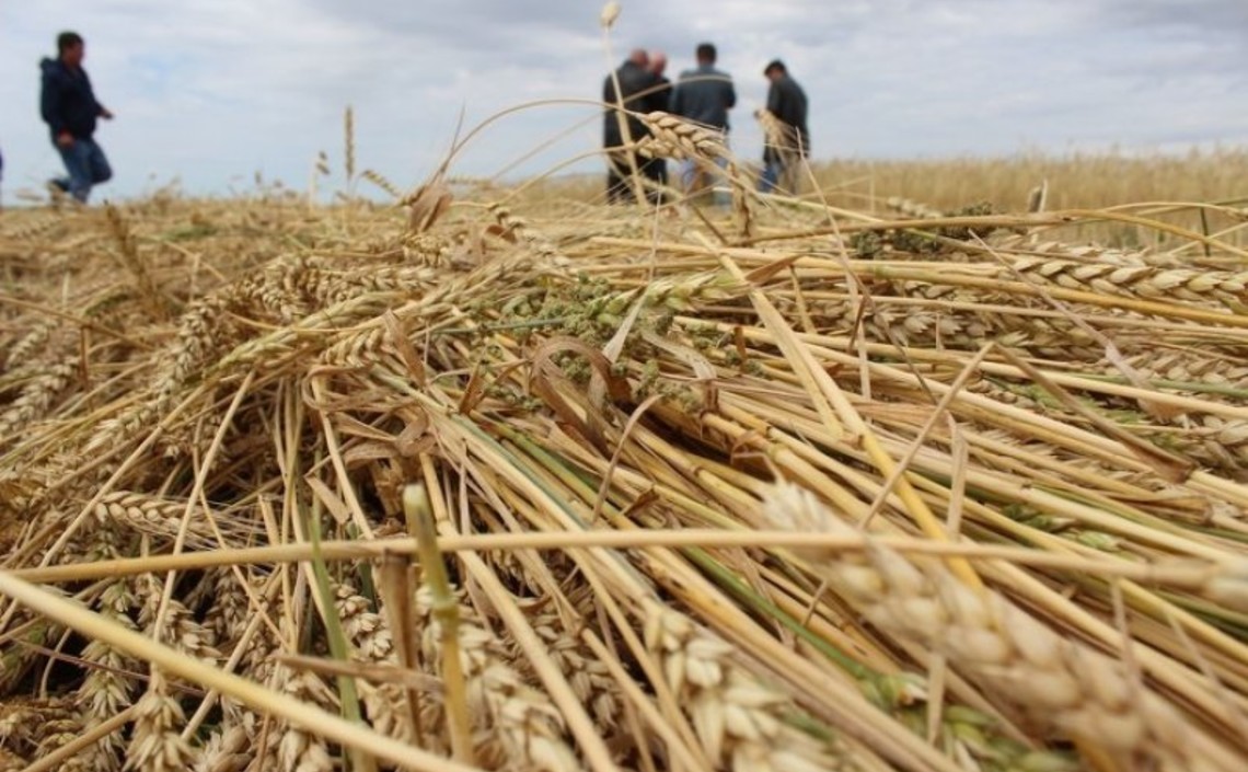 Казахстан рискует терять 7 млн тонн зерна в год / Агро-Матик