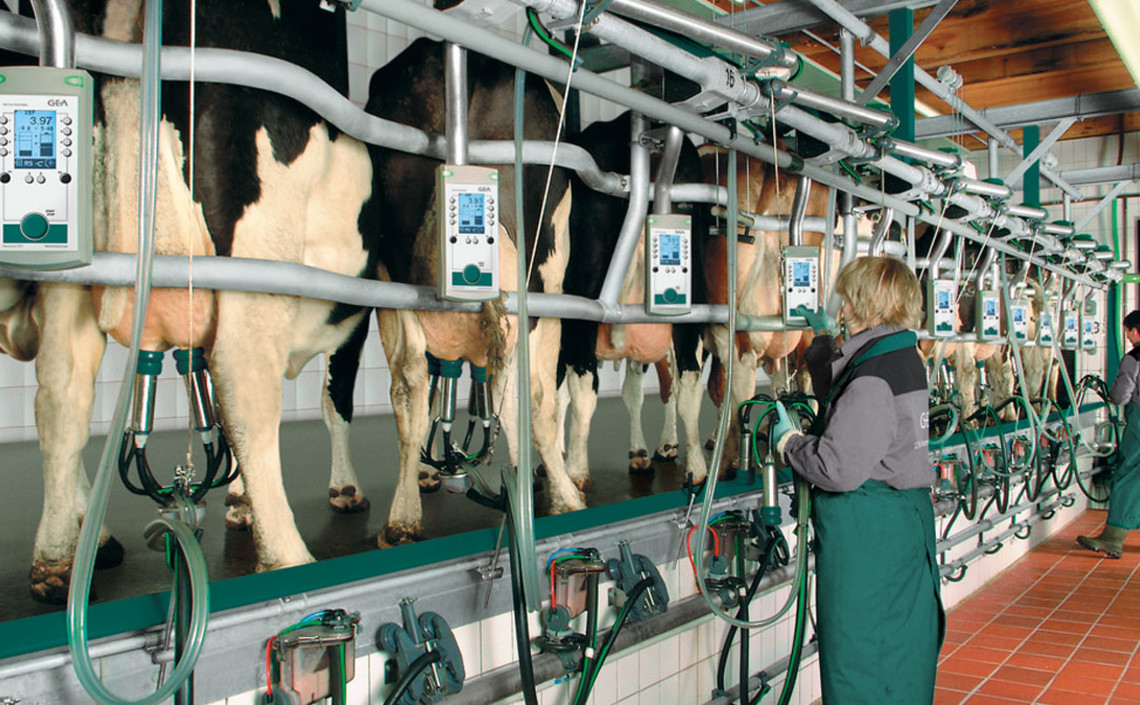 Молочная продуктивность коров в РФ в I полугодии выросла на 5,2% / Агро-Матик