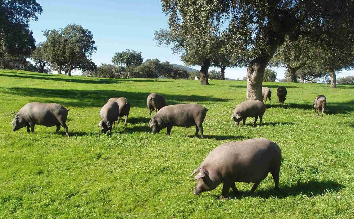 Испания на треть сократила использование антибиотиков в животноводстве / Агро-Матик