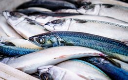 Нижегородские рыбхозы получили 4,7 млн рублей субсидий / Агро-Матик
