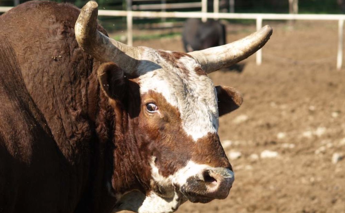Импорт скота и комбикорма в Таджикистане освободили от НДС / Агро-Матик