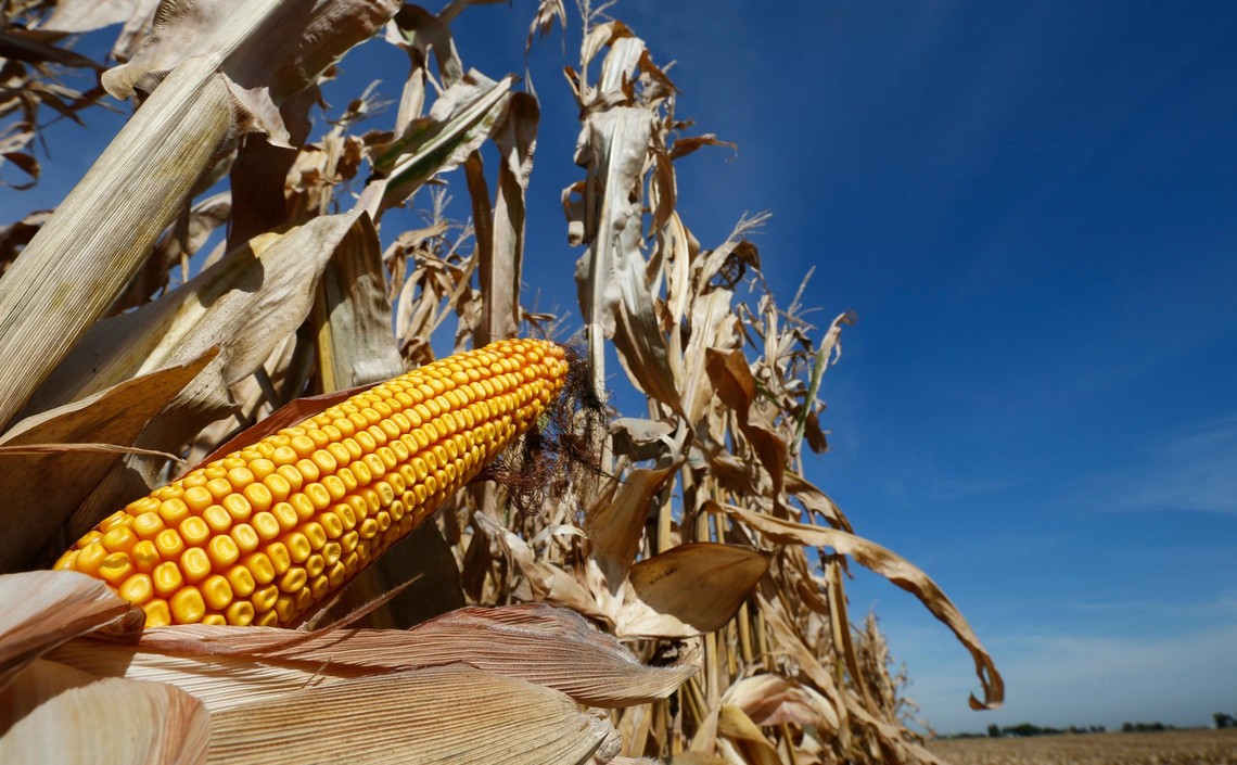 Бразилия продолжает сокращать экспорт сои и наращивать отгрузки кукурузы / Агро-Матик