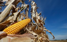 Бразилия продолжает сокращать экспорт сои и&nbsp;наращивать отгрузки кукурузы / Агро-Матик
