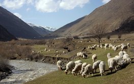 Эксперт: на&nbsp;Северном Кавказе нужно заново выстроить систему производства баранины / Агро-Матик