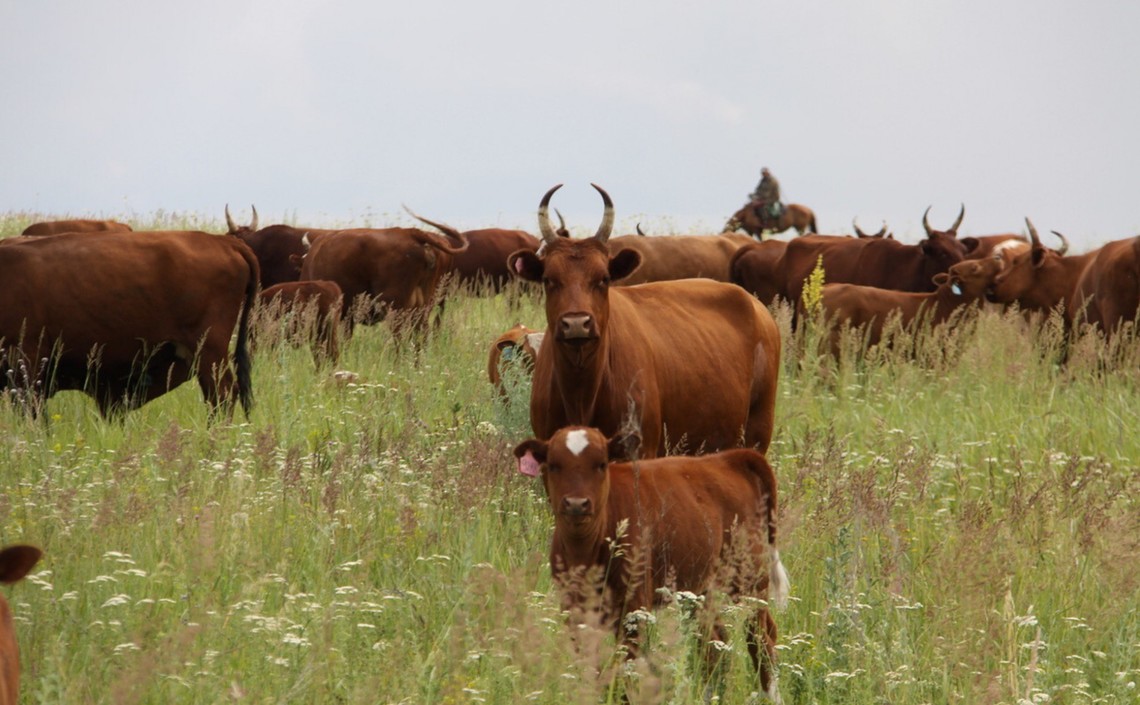 Бурятия и Калмыкия развивают сотрудничество в мясном скотоводстве / Агро-Матик