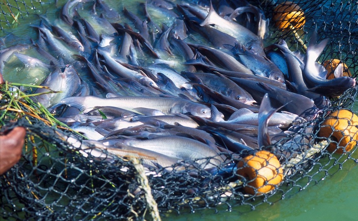 Генетическое улучшение рыб в аквакультуре повышает продуктивность на 10% за одно поколение / Агро-Матик