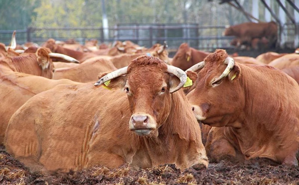 За полгода поголовье скота специализированных мясных пород выросло на 8,4% / Агро-Матик