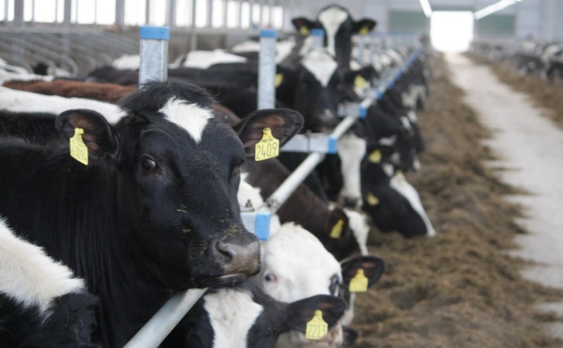 Калининградская область сохраняет лидерство по среднесуточному надою молока / Агро-Матик