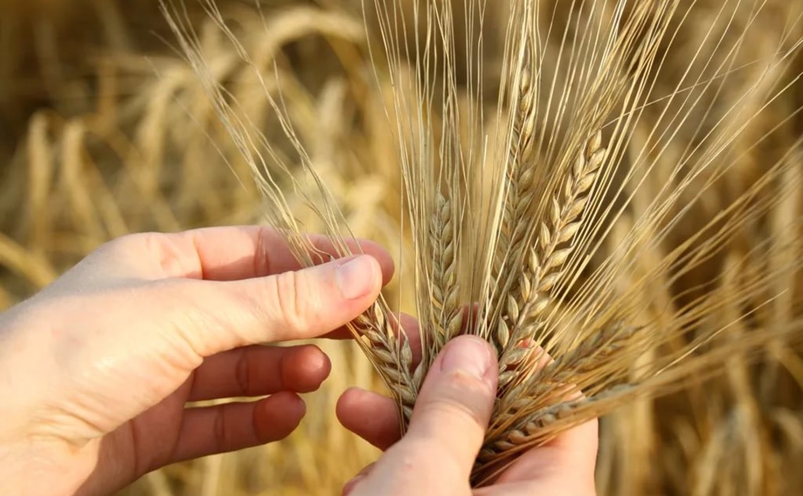 В России впервые с 2012 года собрана пшеница первого класса / Агро-Матик