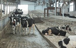 Китайские инвесторы планируют построить в&nbsp;Приморье фермы мощностью 500 тысяч тонн / Агро-Матик
