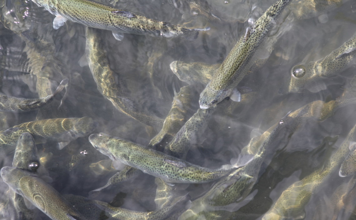 В Карелии планируют создать селекционно-племенной центр рыбоводства / Агро-Матик