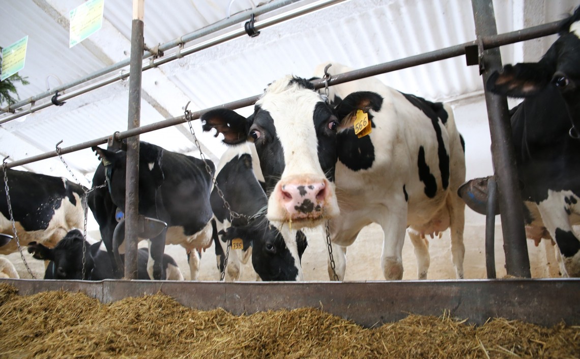 Более трех четвертей выручки сельхозпредприятиям Татарстана принесло животноводство / Агро-Матик