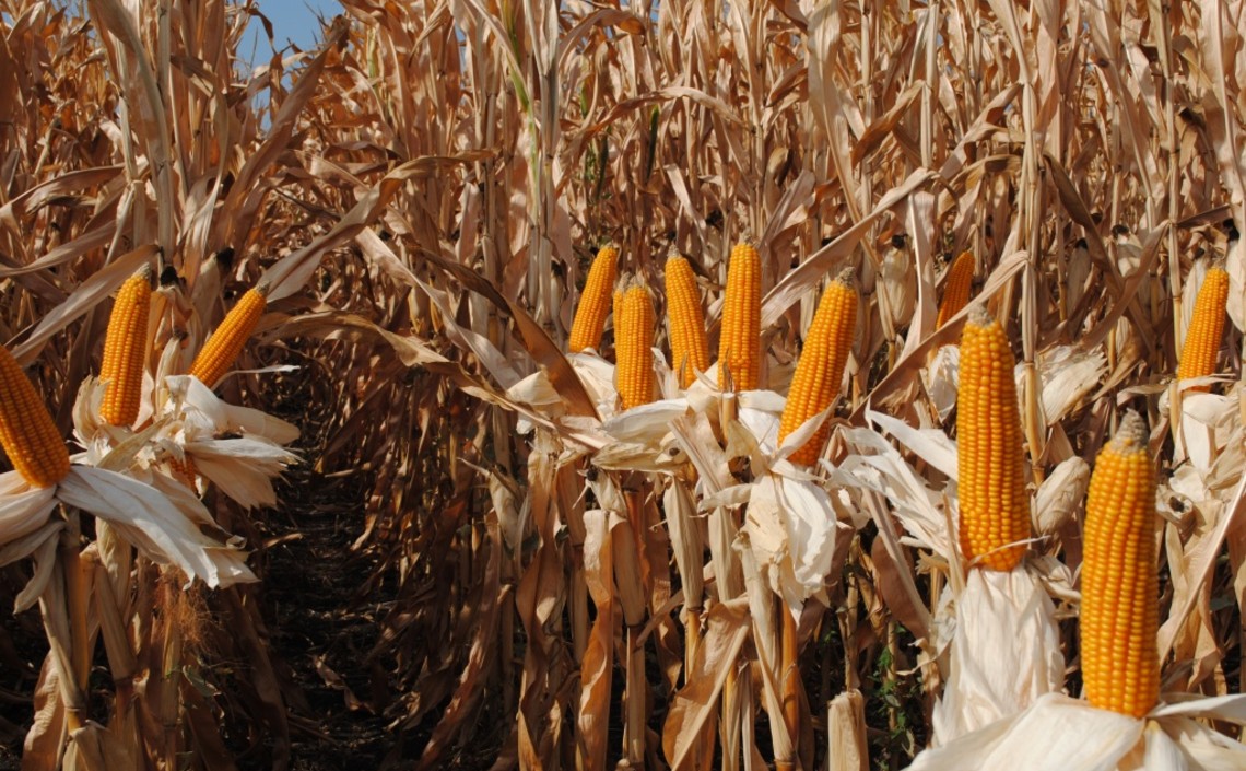 Новинки в селекции кукурузы были представлены на липецкой земле / Агро-Матик