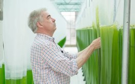 Выращивание спирулины и&nbsp;хлореллы в&nbsp;теплице&nbsp;&mdash; опыт немецких фермеров / Агро-Матик