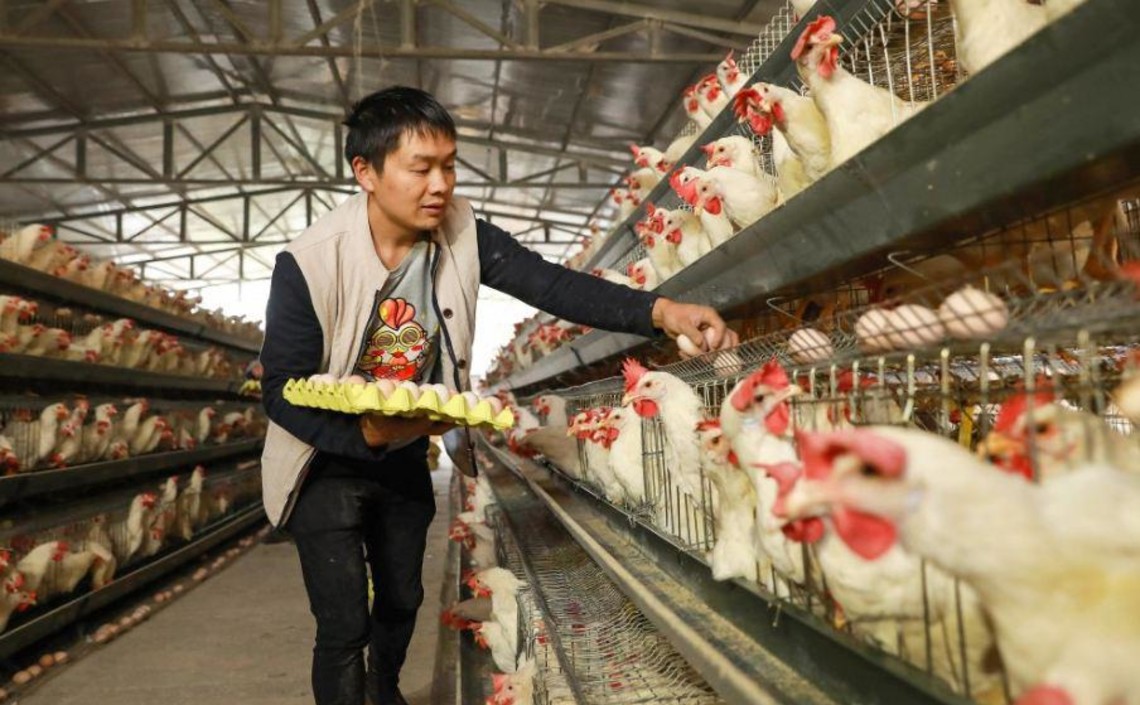 Фермеры Китая используют эпидемию АЧС себе на пользу / Агро-Матик