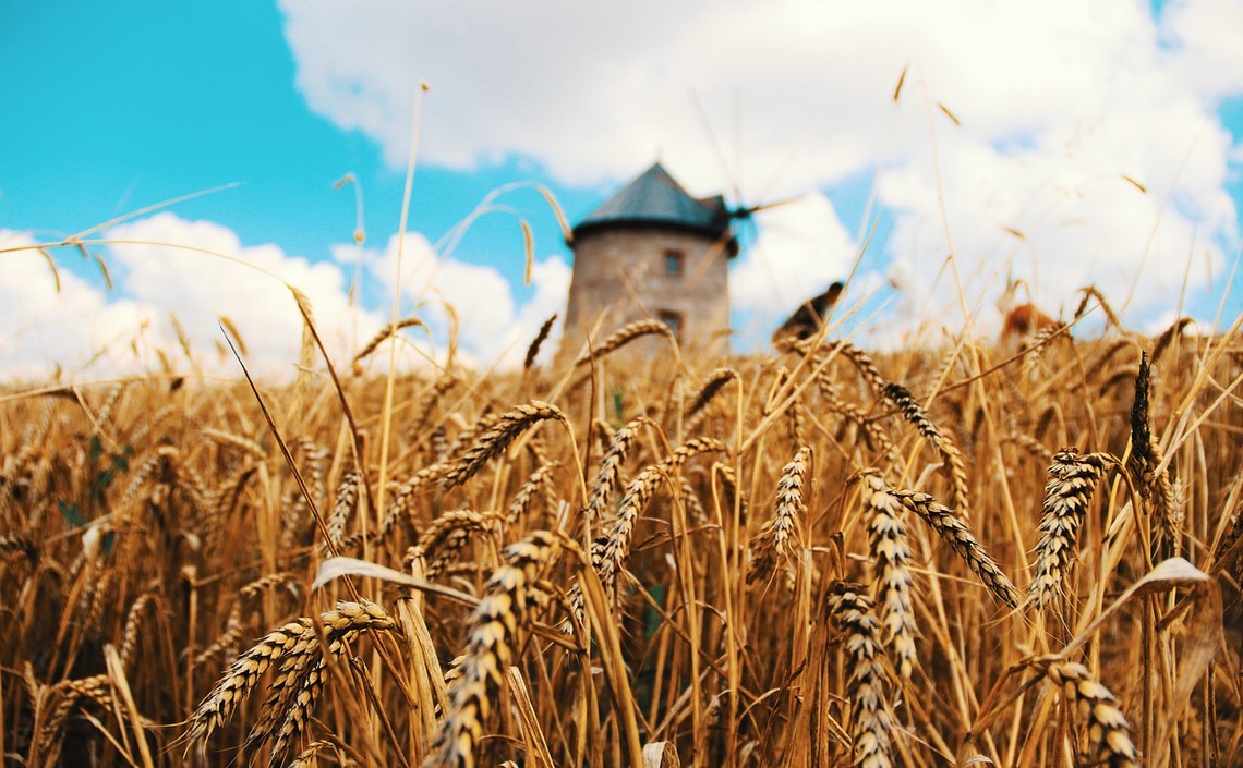 Франция будет наращивать экспорт пшеницы / Агро-Матик