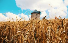Франция будет наращивать экспорт пшеницы / Агро-Матик