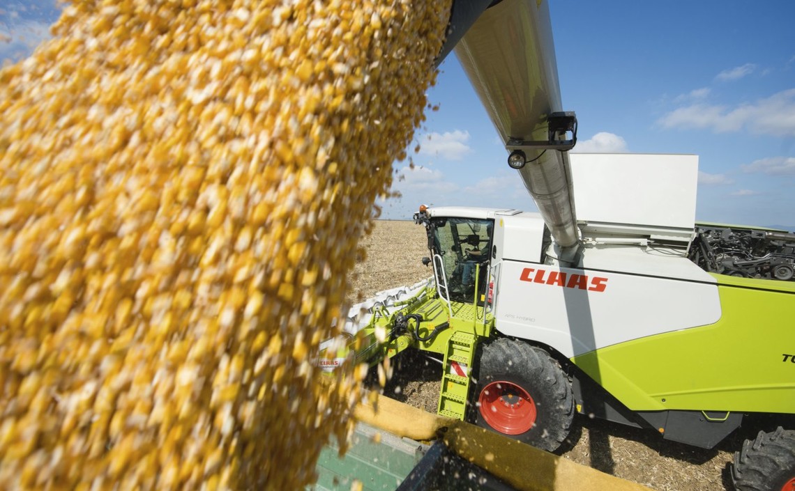 Новый урожай обрушил цены на кукурузу в России / Агро-Матик