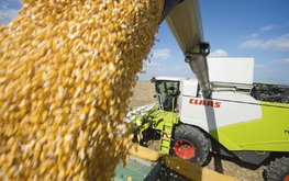 Новый урожай обрушил цены на&nbsp;кукурузу в&nbsp;России / Агро-Матик