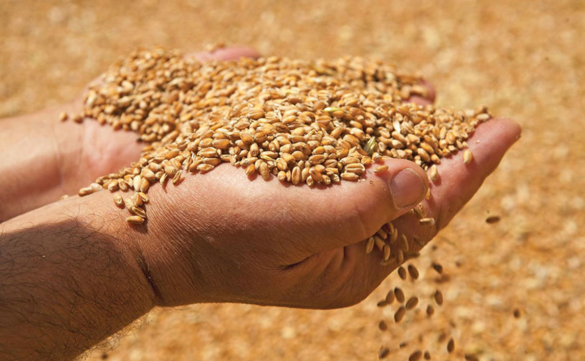 «Иннпромбиотех» намерен заняться переработкой пшеницы в Курской области / Агро-Матик