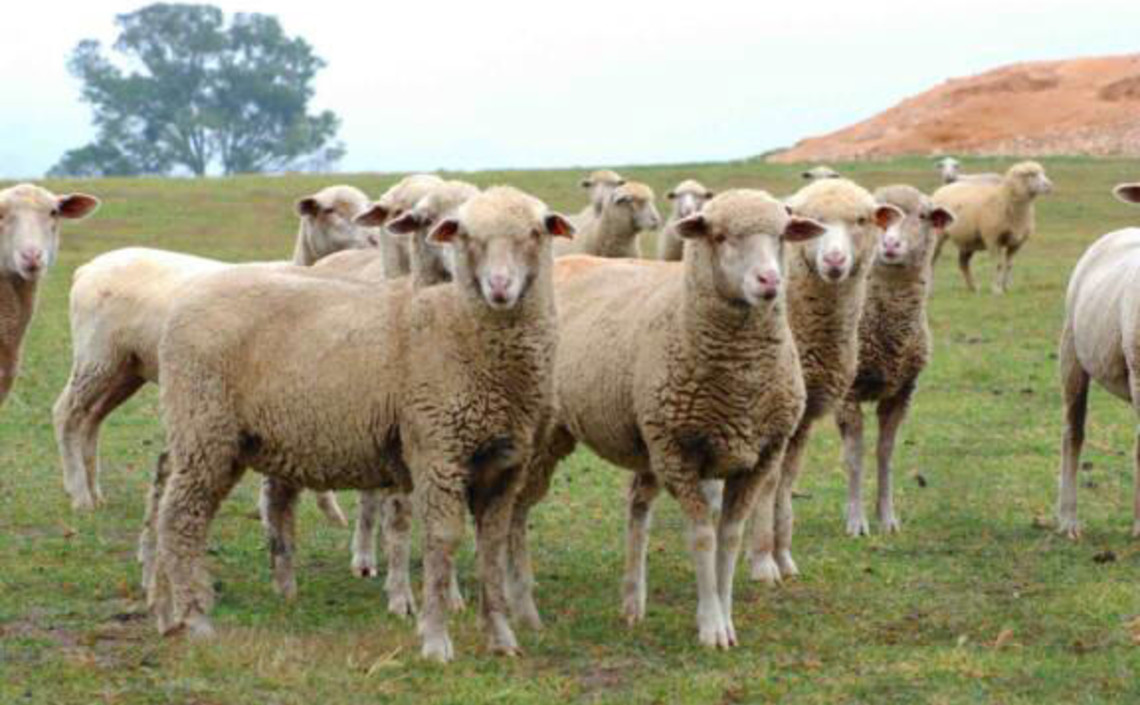 Ставрополье увеличит поголовье овец за счет завоза племенного стада из ЮАР / Агро-Матик