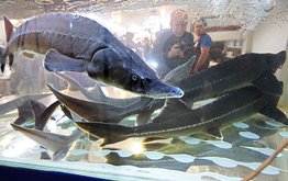 День рождения &laquo;царь-рыбы&raquo;. Как русский ученый положил начало искусственному разведению осетровых / Агро-Матик