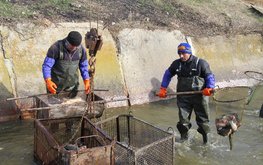 В&nbsp;Ставропольском крае растёт производство товарной рыбы / Агро-Матик