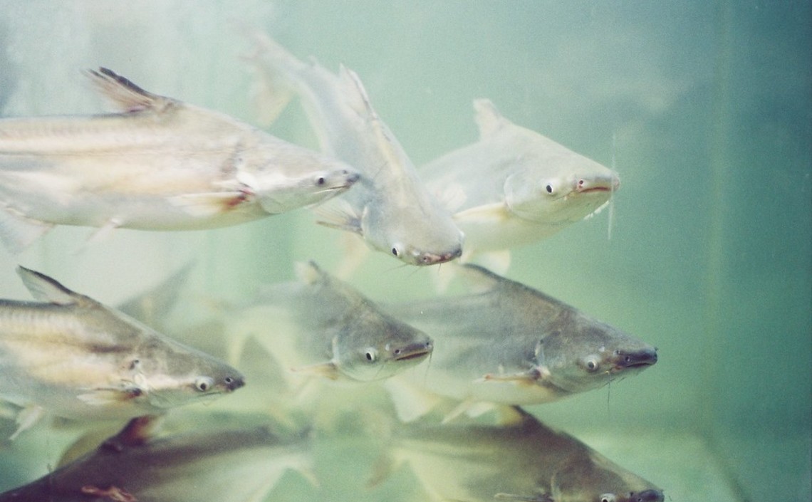 Куркумин может повысить выживаемость рыбы и помочь в борьбе с болезнями / Агро-Матик