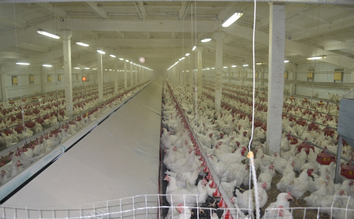 Производитель мяса птицы на Ставрополье планирует удвоить производство к 2022 году / Агро-Матик