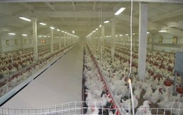Производитель мяса птицы на&nbsp;Ставрополье планирует удвоить производство к&nbsp;2022 году / Агро-Матик