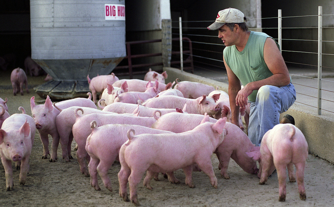 В США производят 2,2 миллиона тонн свинины в год / Агро-Матик