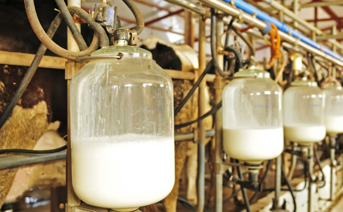 Производство сырого молока выросло на 1,5% / Агро-Матик