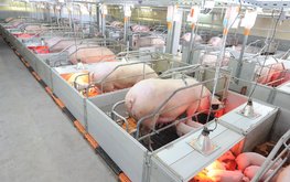 Ночное кормление увеличило отложение жира у&nbsp;свиней / Агро-Матик