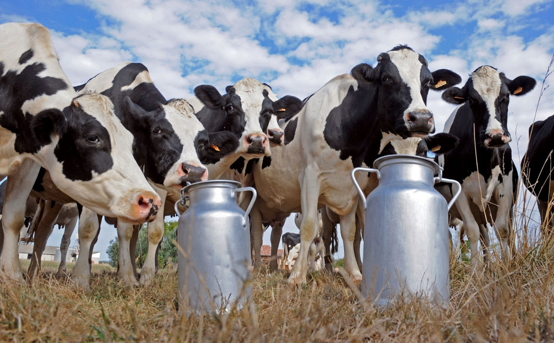 Прирост товарного молока на 2019-2020 годы составит 600-700 млн тонн / Агро-Матик