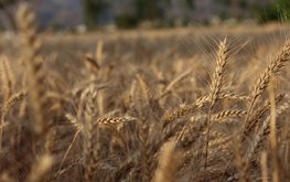 Тритикале постепенно вытесняет другие культуры из&nbsp;Белорусской спиртовой промышленности / Агро-Матик