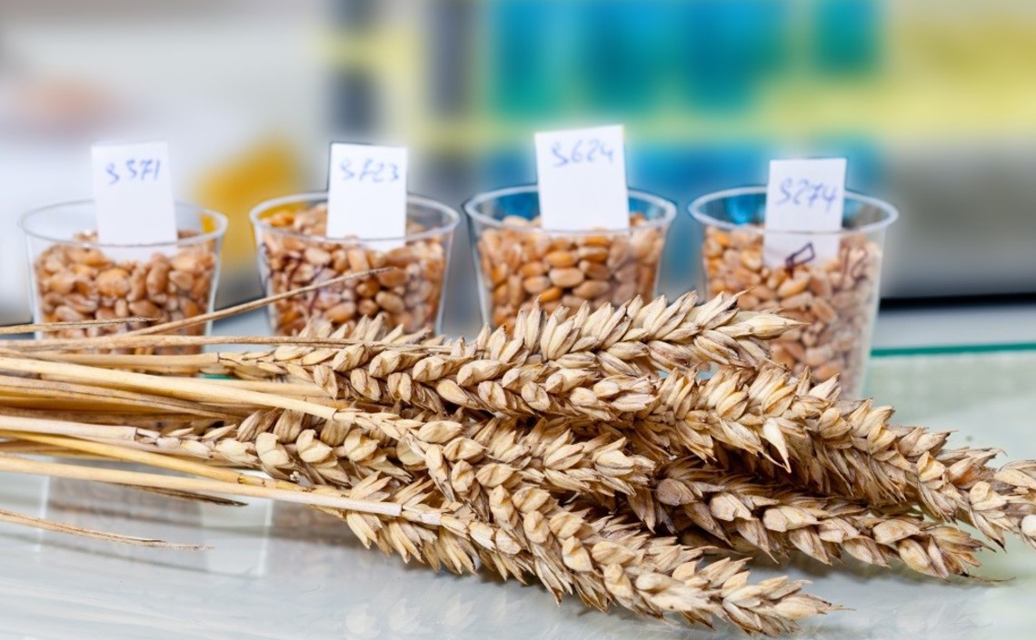 Растения пшеницы и сои хотят отредактировать для наращивания корней / Агро-Матик