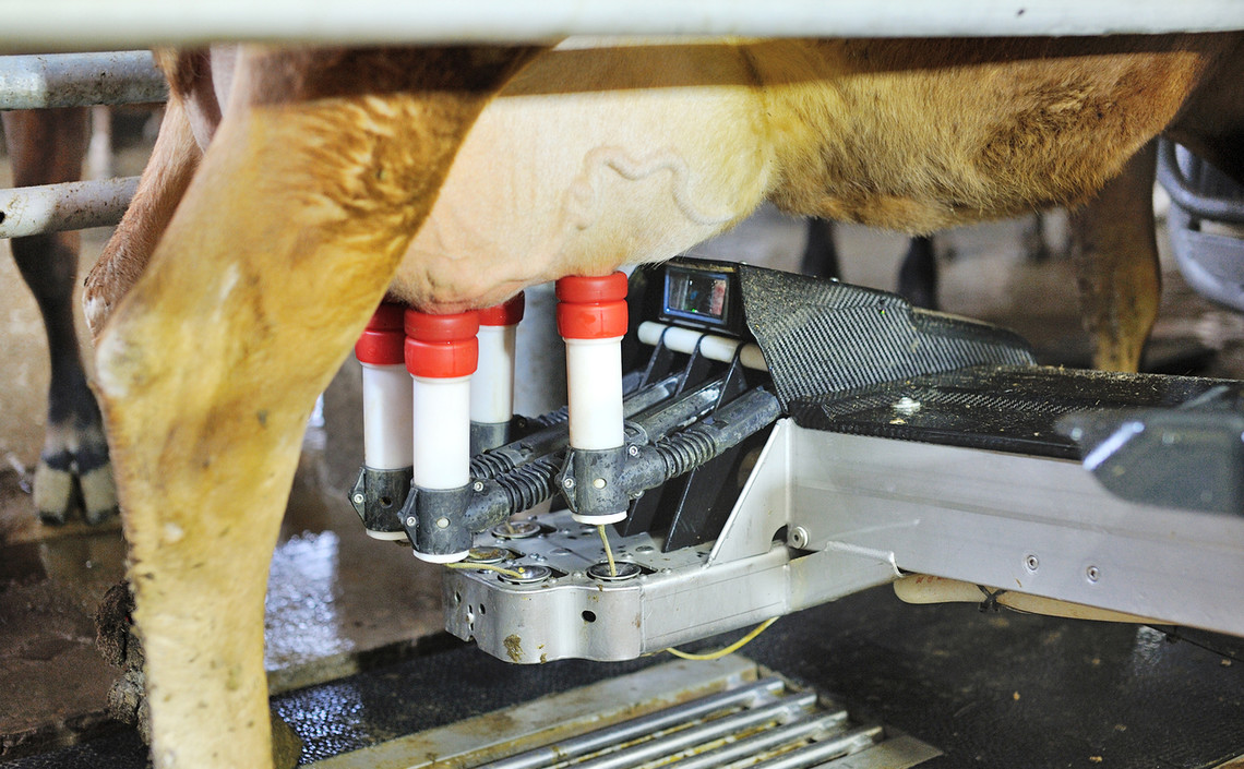 В Псковской области откроют первую роботизированную молочную ферму / Агро-Матик