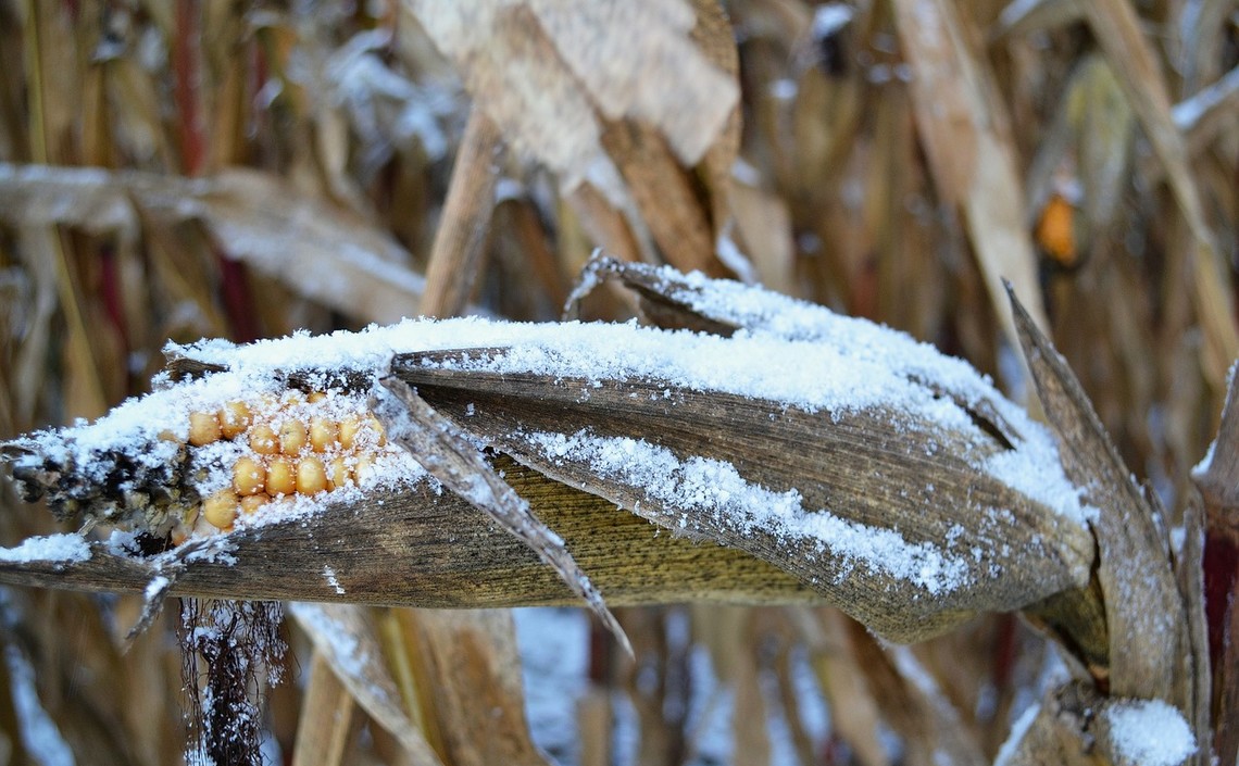 Снег в США задерживает уборку урожая кукурузы и сои / Агро-Матик