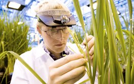 Определены первые семь компаний, которым передадут технологии Bayer / Агро-Матик