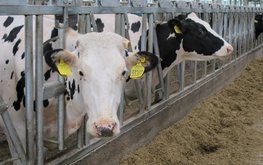 В&nbsp;Новосибирской области возросла продуктивность дойного стада / Агро-Матик