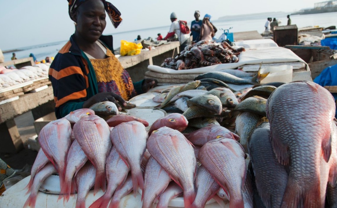 ЕС поможет повысить отдачу от рыбного хозяйства развивающимся странам / Агро-Матик