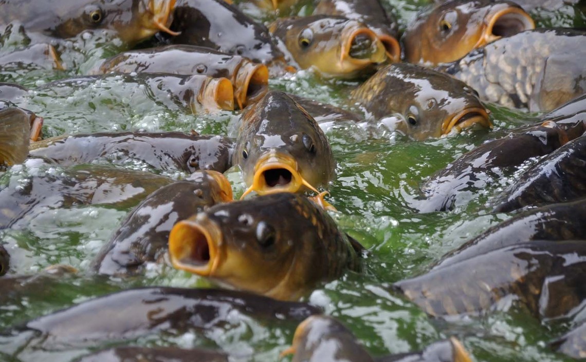За 9 месяцев 2019 года в России произвели 14,8 тысячи тонн комбикормов для рыб / Агро-Матик
