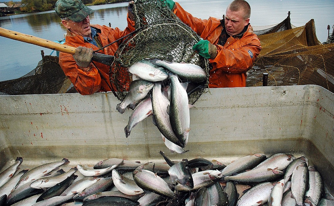 Производство продукции аквакультуры с января по сентябрь 2019 года достигло 175 тысяч тонн / Агро-Матик