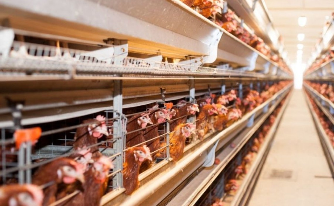 Более 50% мяса в Татарстане производят птицеводческие компании / Агро-Матик